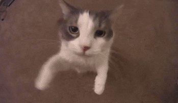 meow
